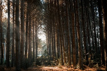 Tall Trees 