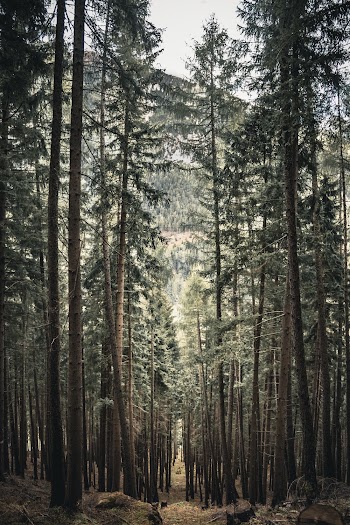 Tall Trees 