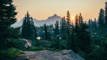 Tall Trees