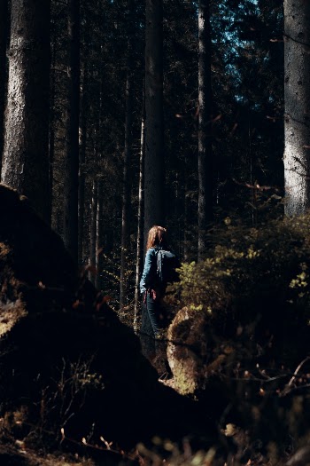 Tall Trees.