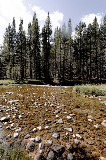 Tall Trees Beside Water Stream
