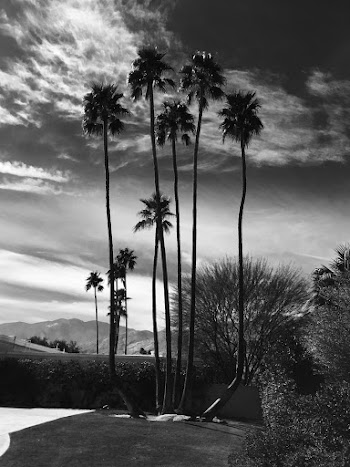 Tall Trees In Grayscale Photography