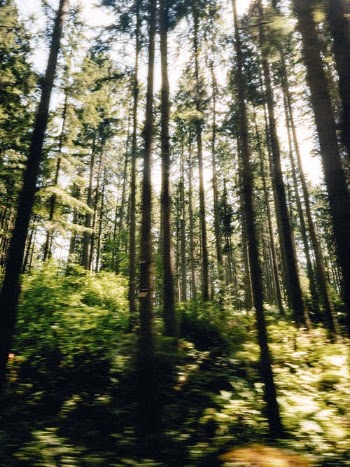 Tall Trees in the Forest · Free Stock Photo