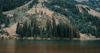 tall trees near body of water during daytime