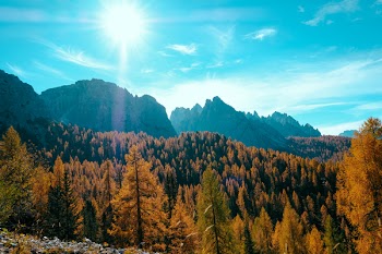 Tall Trees Under Blue Sky