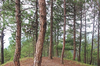 tall trees under calm sky