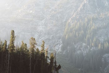 tall trees within mountain range during daytime