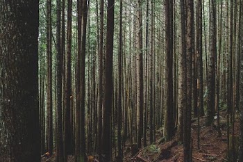 tall tress in forest during daytime
