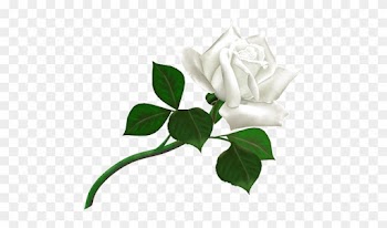 Tamar Park Is In One Of The Most Sought After Scenic - Single White Rose Gif