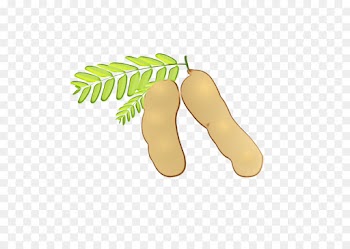 tamarind plant food fruit tree