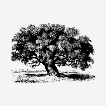 Tamarind tree clipart, vintage botanical | Free Photo - rawpixel