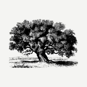 Tamarind tree drawing, vintage botanical | Free PSD - rawpixel
