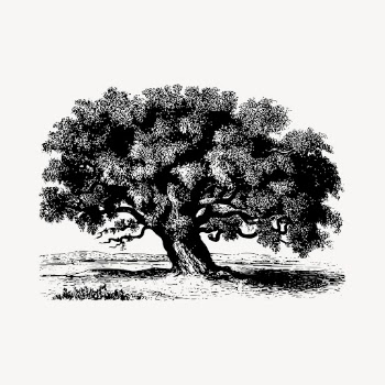 Tamarind tree drawing, vintage botanical | Free Vector - rawpixel
