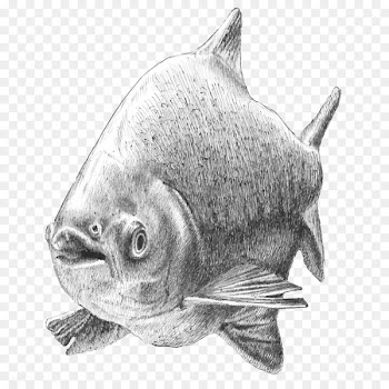 Tambaqui Drawing Fish Illustration - Hand painted fish material 