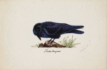 Tame raven "judas", 1834, by Ferdinand | Free Photo - rawpixel
