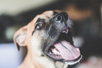 Tan and Black Dog With Mouth Wide Open