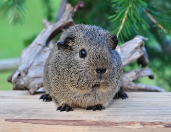 Tan and Black Short Fur Animal