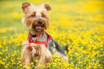 Tan and Black Yorkshire Terrier