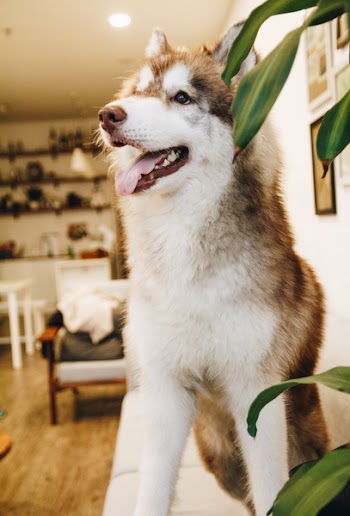 Tan and White Alaskan Malamute Dog