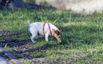 Tan and White Jack Russell Terrier Stand on Green Grass at Daytime