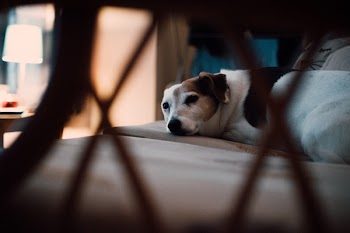 Tan and White Short-coated Dog Lying on Floor