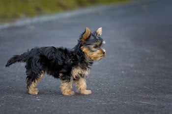 Tan Black Puppy