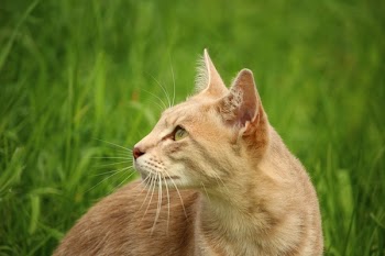 Tan Cat Beside Green Grass during Daytime