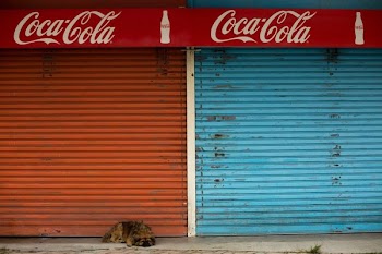 tan dog lying near red and blue metal door shutters