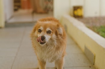 Tan Dog on Hallway