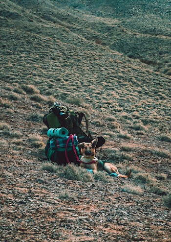 Tan German Shepherd Lying Beside Backpack
