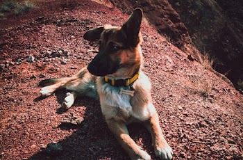 Tan German Shepherd Lying on Brown Pavement