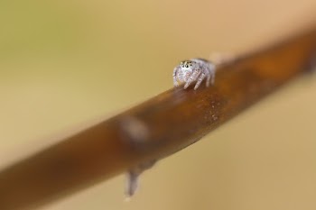 Tan Jumping Spider. Free public | Free Photo - rawpixel