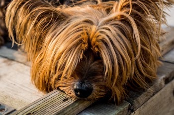 Tan Long Coat Dog Eyes Covered