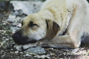Tan Short Coat Dog