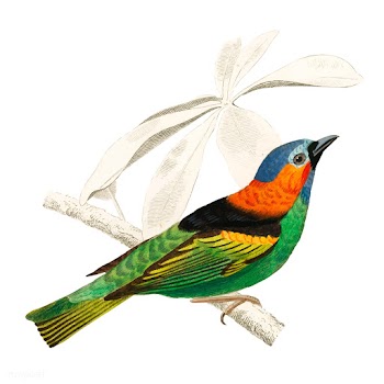 Tanagra cyanocephala illustrated by Charles D.. | Free stock vector - 467316