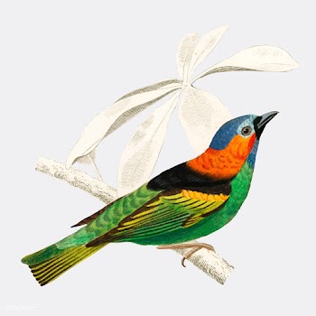 Tanagra cyanocephala illustrated by Charles D.. | Free stock vector - 467350