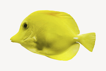 Tang fish collage element psd | Free PSD - rawpixel