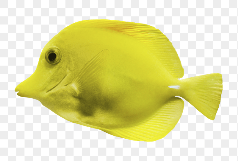 Tang fish png sticker, transparent | Free PNG - rawpixel