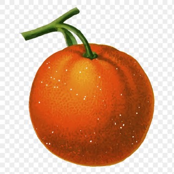 Tangerine fruit png sticker vintage | Free PNG - rawpixel