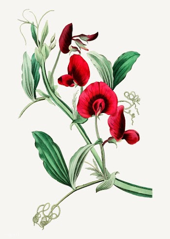 Tangier pea | Free stock vector - 559018