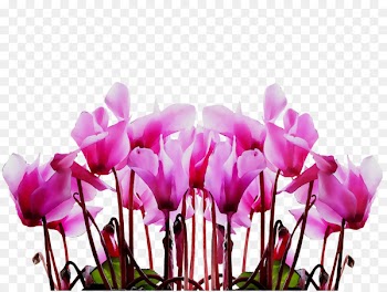 Tango West Ltd Mother's Day Image Flower Portable Network Graphics -  
