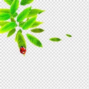 Taobao Euclidean , Ladybug leaves transparent background PNG clipart