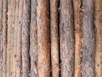 Tapeta Drewno 1.JPG