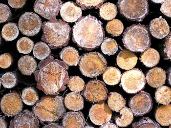 Tapeta Drewno.JPG