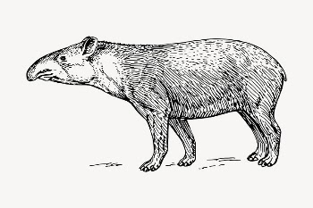 Tapir, animal clipart, illustration vector. | Free Vector - rawpixel