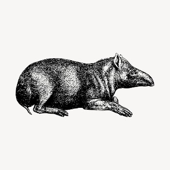 Tapir clipart, vintage hand drawn | Free Vector - rawpixel
