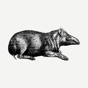 Tapir drawing, vintage illustration psd. | Free PSD - rawpixel