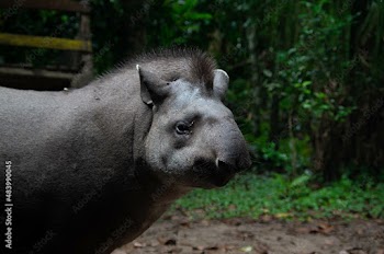 Tapir sauvage dans la foret amazonienne en bolivie dans le parc national du madidi