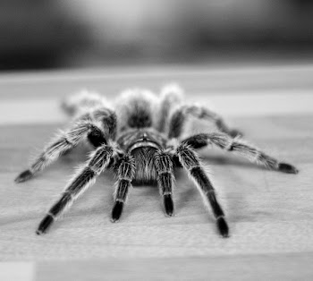 Tarantula_BW_1634.JPG