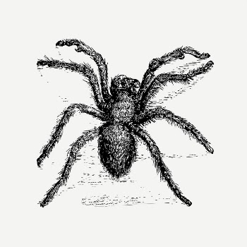  Tarantula, hairy spider drawing, | Free PSD - rawpixel